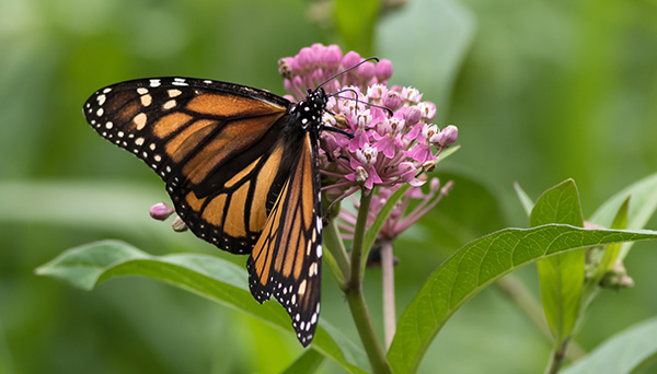 Monarch Butterfly