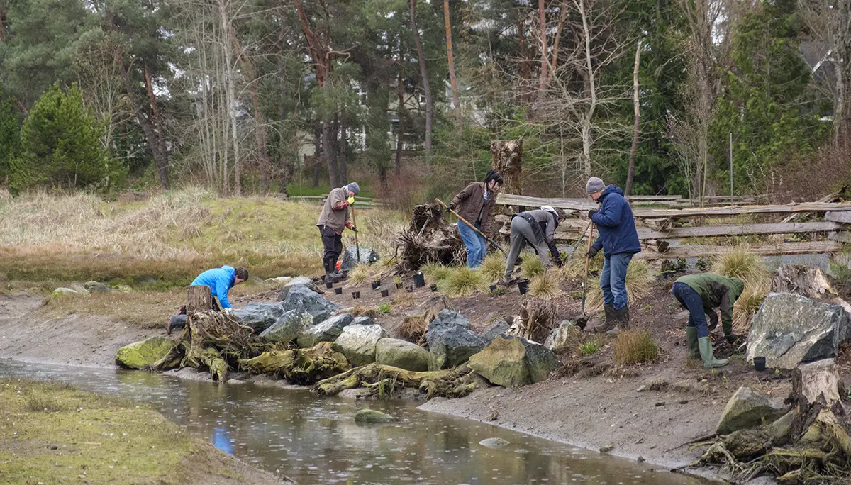 Saltmarsh Restoration