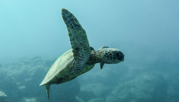 Turtle swimming