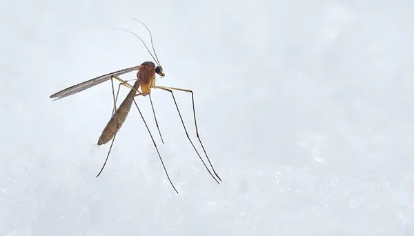 DDT