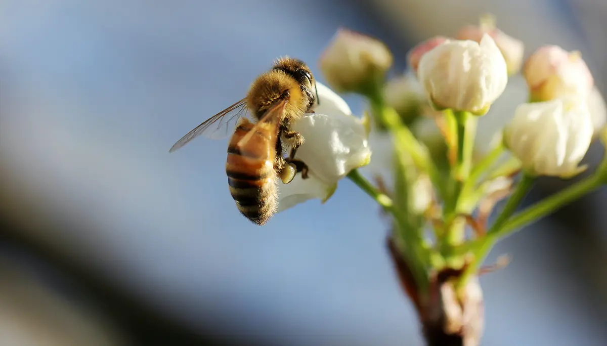 Ecosystems Topic: Pollinator on flower