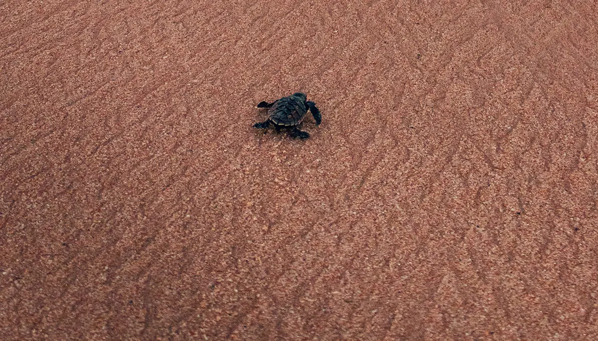 Enforcement Topic - Tortoise on sand