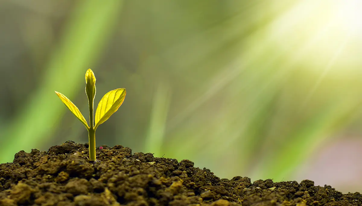 Sustainable Living and Economies Unit Topic: a plant on soil getting some sunlight